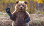 HOMIE BEAR