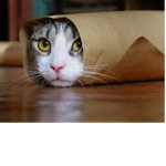 Kitten Mall