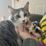 Kitty and mom cat