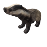 Badger On Head