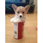 Da corgi puppy’s