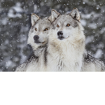 luca and scar
