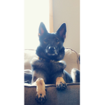 doggo kingdom!!!