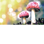 The Village of Mushrooms!
