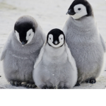 The penguin Queen