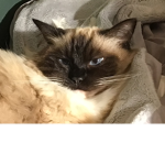 Cute Cats Forever Yay