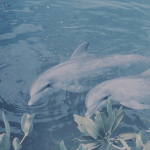 • pretty dolphins •