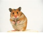 The_Hamsters