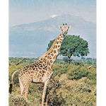Rainforest Giraffe
