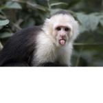 Monkey Kingdom I’m