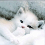 Cute mistry