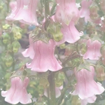 FlorasFlowers