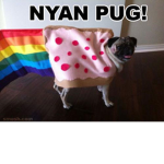 The nyan pug fan club!