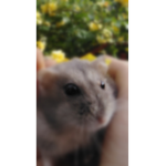 Hamster ss