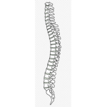 Spine Breakers Cult