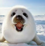 Fat seal nation