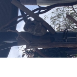 Legendary koalas