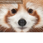 red pandas forever!