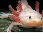 Axolotl ###### (and my friends)