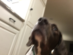 Doges are the best ever
