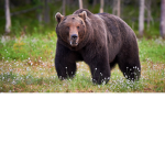The Bear Army Club!