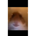 Hamster cult <3