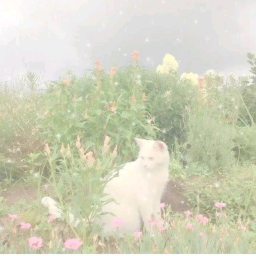 ✩°｡⋆