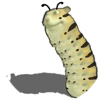 Chomterpillar