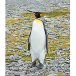 the penguin power group