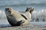 PebbleCos group of silly seals!!!
