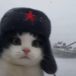 V4 Kittens