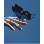 glossing angel