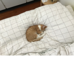 King Hugo
