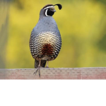 Quail Studios