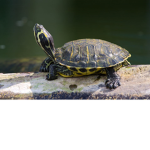 Racing Turtle Squad