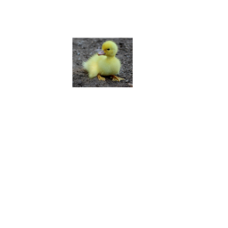 Duck Hangout