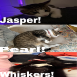Cat group 1/1