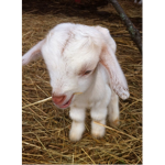 We eat white goats