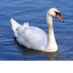 SWAN SQUAD