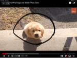 Dogs are more better then cats