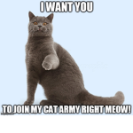 The Kitten Cat Army