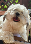 Mythical Olaf The Dog Who Rules