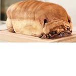 bread doug