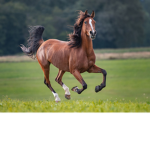 •~Horsey~•