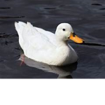 Za Duck Group