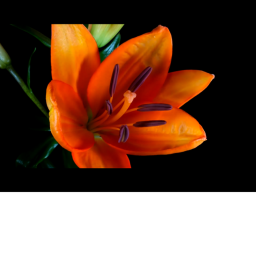 IT’S MY FLOWER's