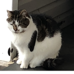 The Legendary Cat Mafia