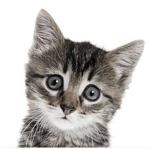 Galactic Kittens