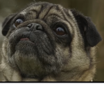 Nation pug