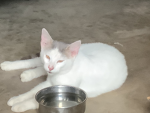 Hooria